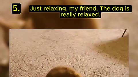 5 Random and Perfect Cat Moments