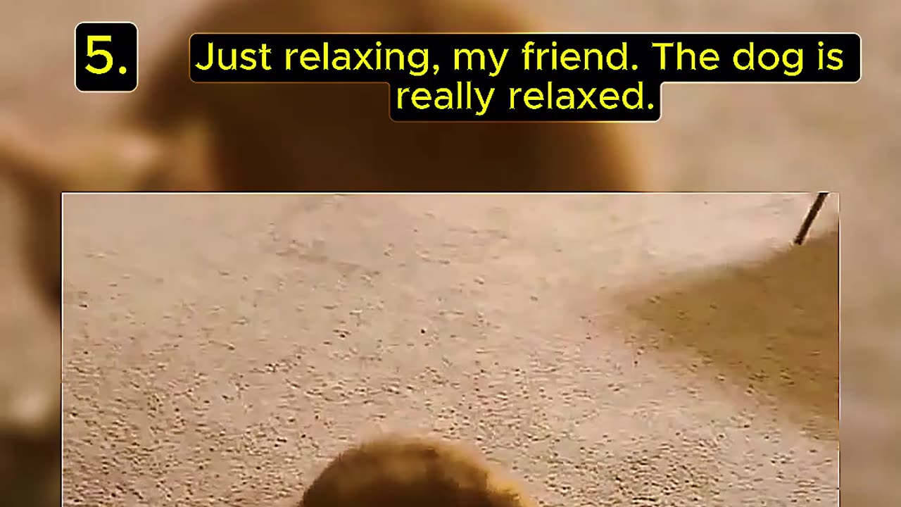 5 Random and Perfect Cat Moments