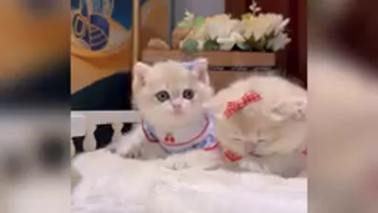 Funny cat videos _ cute cats_ Try not to laugh_Cat videos Compilation