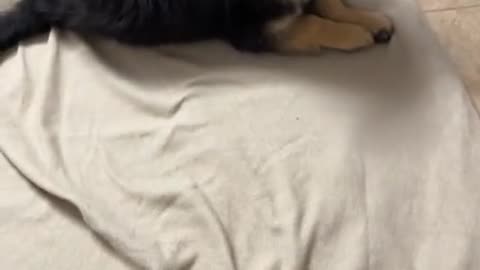 🤯🐶 You Won't Believe What This Dog Learned in 2 Weeks! | FunFM