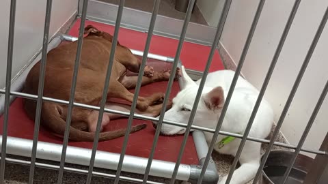 Oni-white 3y A789666 Macaroon 3y A877818 kennel 122 PACC shelter needs time 2 be ok by me20250817464