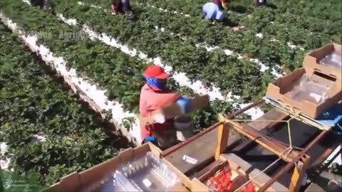 a Mayor Cosecha de 2025 💥 Millones de Toneladas de Frutas y Verduras Están Siendo Recolectadas Así