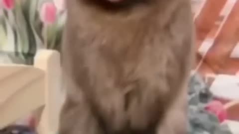 funny dogs and cats