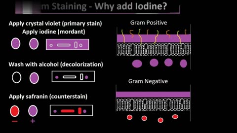Gram Staining - Why add iodine?
