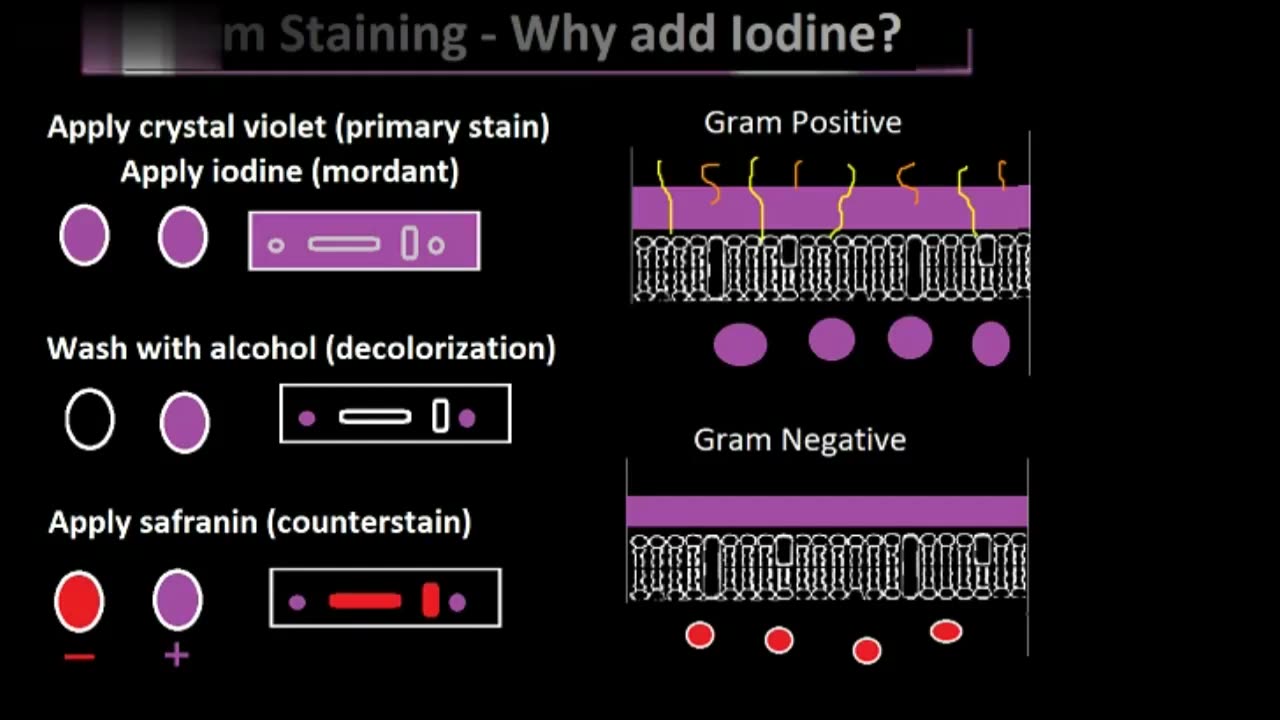 Gram Staining - Why add iodine?