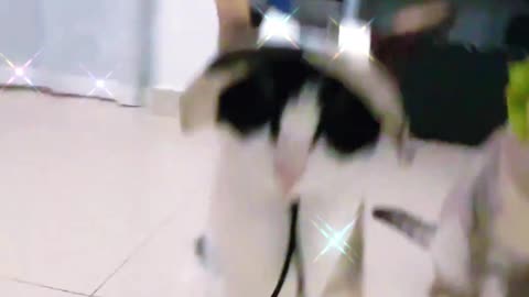 Come on, show me your cool pose!