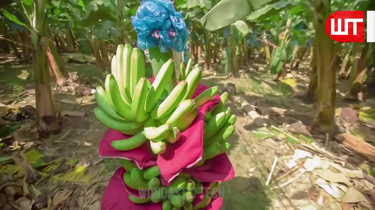 How Millions of Banana Harvested & Processed | Banana Chips Factory🍌