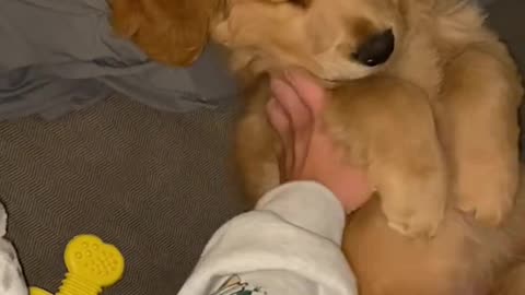 "Puppy's Epic Zoomies Session – Pure Joy in 60 Seconds! "