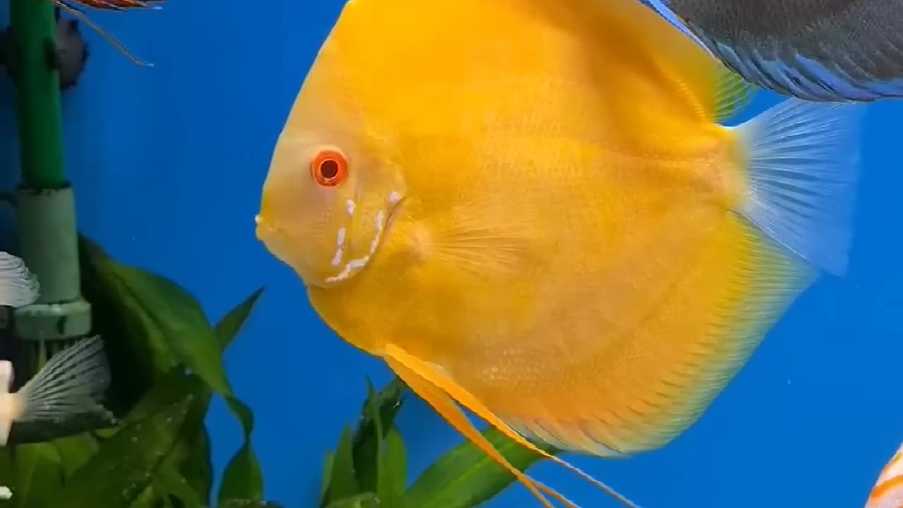 Unique world of fish 🐠🐟