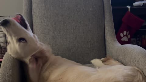 Playful Golden Falls Off Chair Onto Sleeping Husky