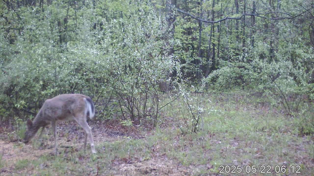 all the wild animals in michigan woods