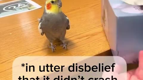 😂🤯 Birds Are Just Cats With Wings! Wait Till You See Why! | FunFM