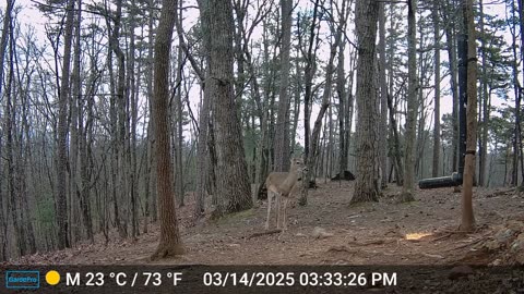 The Woods – 03/14/2025