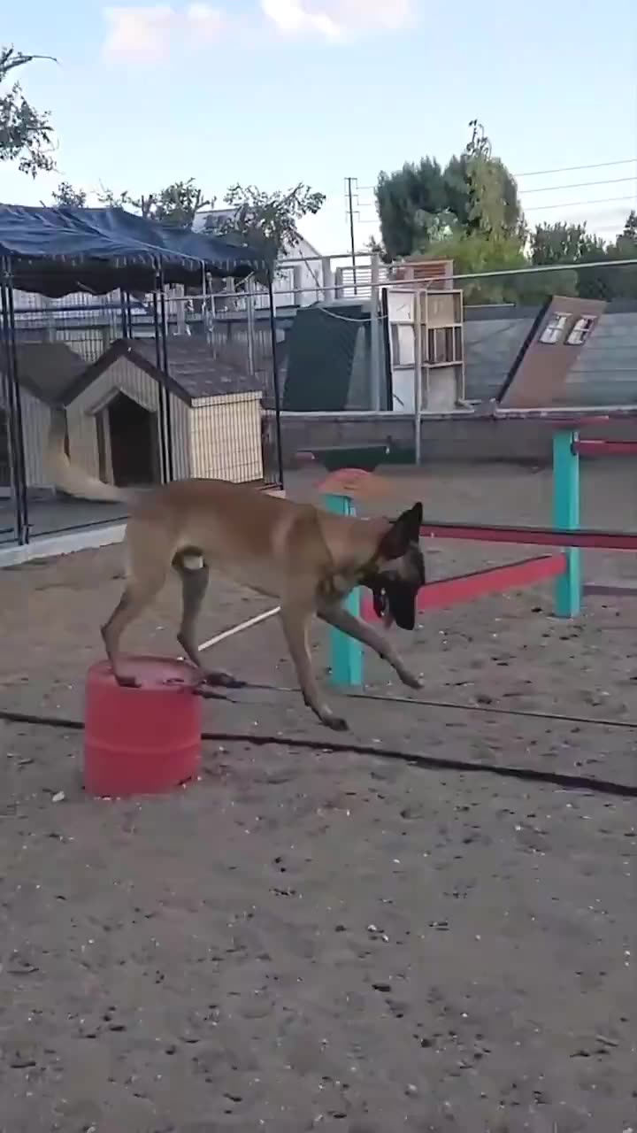 Belgian Shepherds are acrobats among dogs Interesting fact that this is James Bonds favorite breed