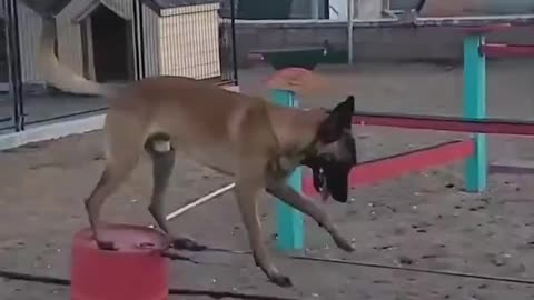 Belgian Shepherds are acrobats among dogs Interesting fact that this is James Bond's favorite breed