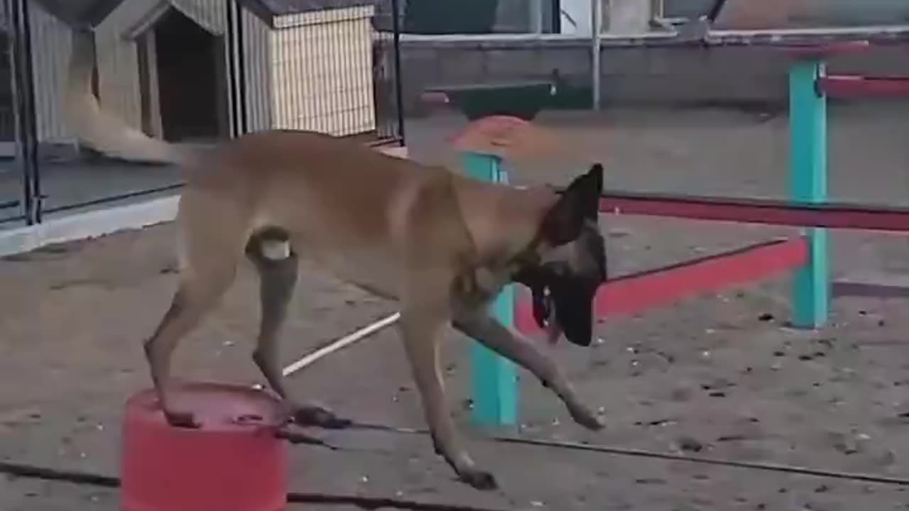 Belgian Shepherds are acrobats among dogs Interesting fact that this is James Bond's favorite breed