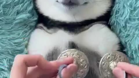 When a Dog is Best Friend