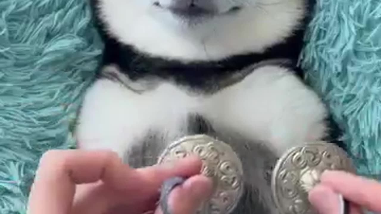 When a Dog is Best Friend