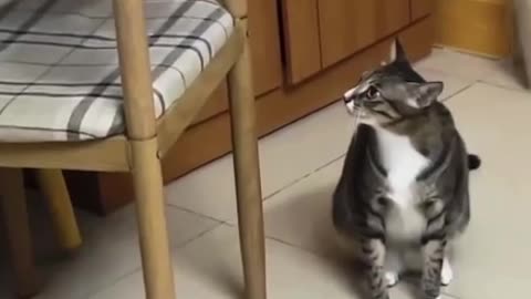 🐿WWC.... World Wrestling Cats. 😅.