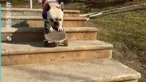 This Cute Dog is Stylin'!