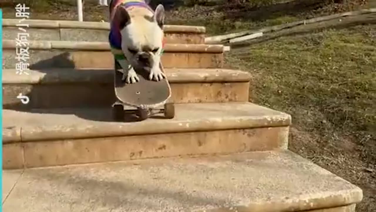 This Cute Dog is Stylin'!
