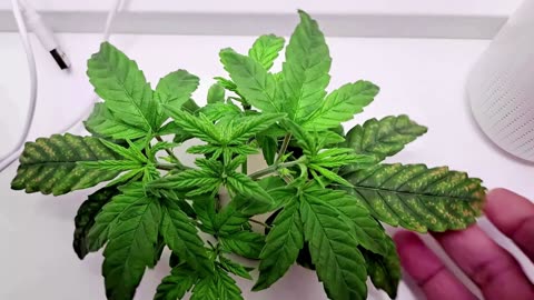 Grow Series Episode 2 Kool-Aid