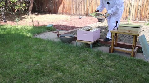 Checking on the bees. Week 3
