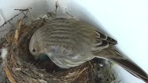 A Fascinating Look at Baby House Finches: Video with Live Nest Cam.