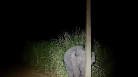 Cute Elephant Hiding