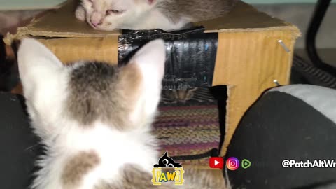 Patch Alt Mellow Kkopy retiring into PurrVilla