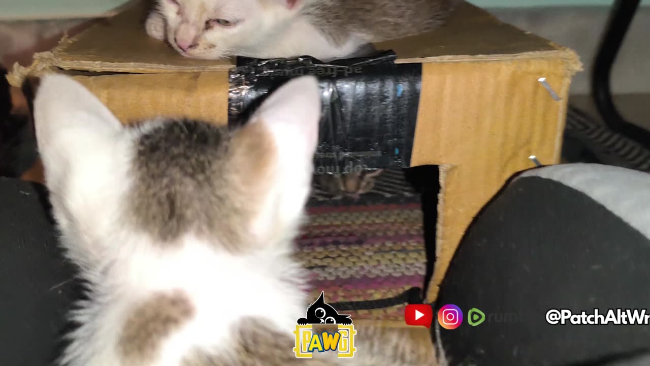Patch Alt Mellow Kkopy retiring into PurrVilla