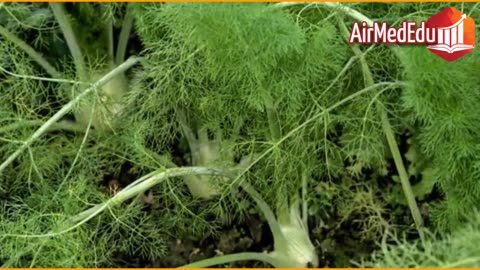 45 Beneficios de las Hojas de Hinojo
