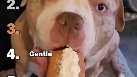Ranking Best Dogs Small Bite Moments