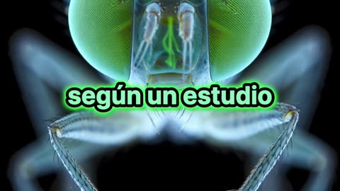 Modifican el genoma de este insecto para estudiar la biología de la adicción.
