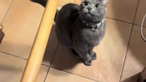 Cat Transforms Broom Into Mop