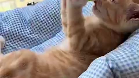 funny cats videos