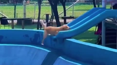 They’ll steal your heart — and maybe your socks too