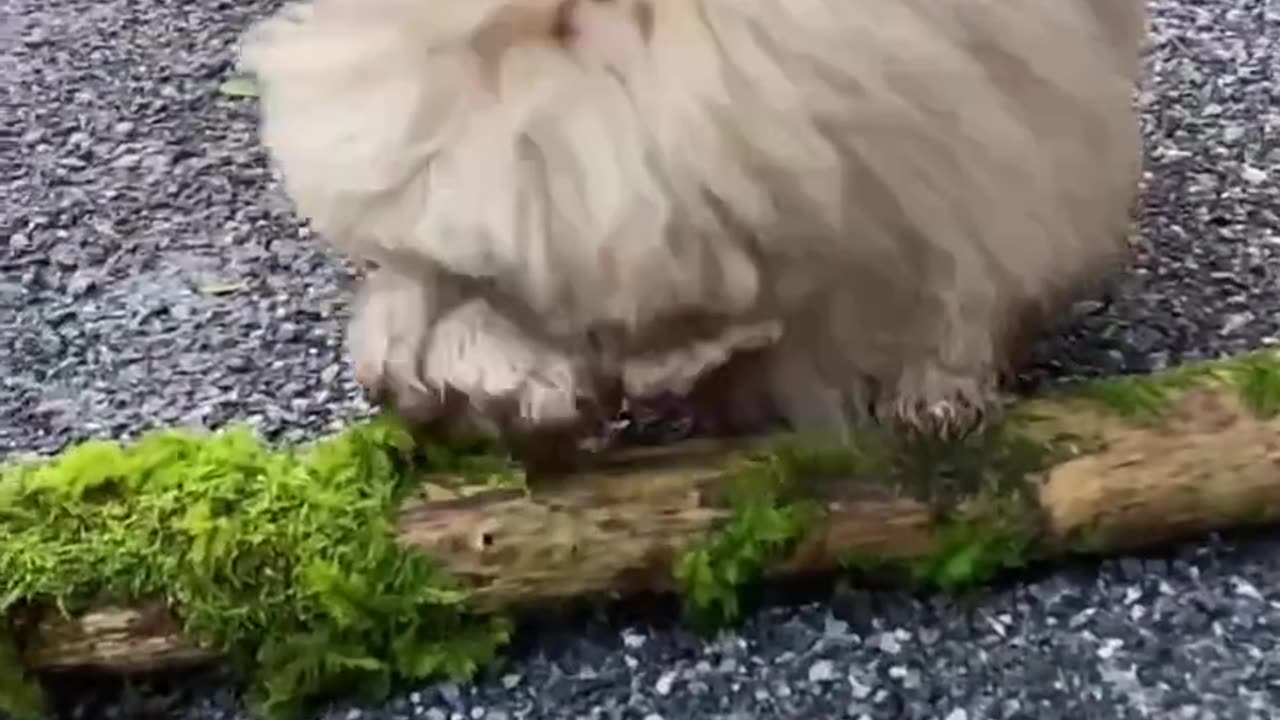 Dogs Making Us LOL 😂#lol #funny #viral