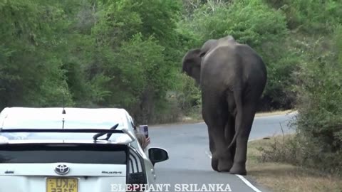 Shocking! The Three-Wheeler Overturned Near the Wild Elephant & Chaos Ensued!