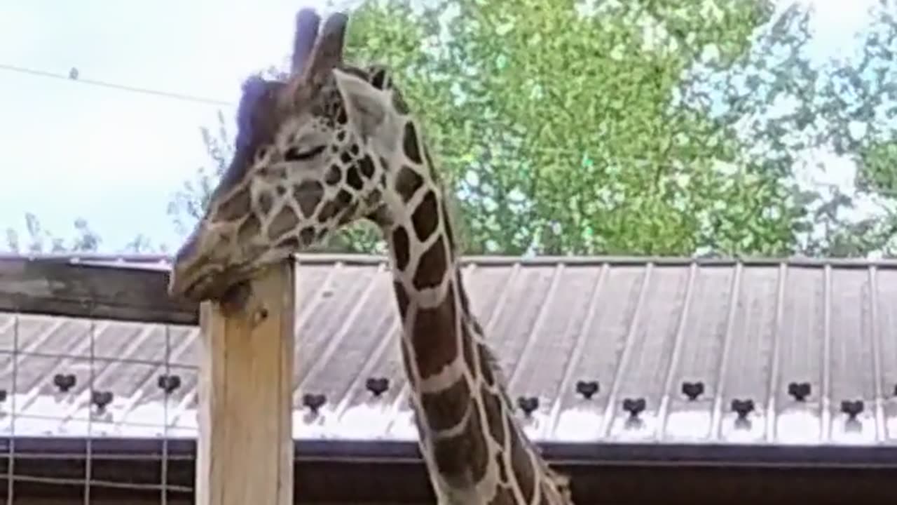 😂😜 When Your Tongue Just Won't Stop Itching! Hilarious Reaction | FunFM