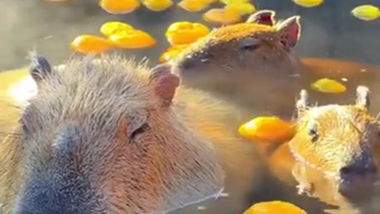 Invierno cálido: carpinchos disfrutando de un baño caliente con naranjas