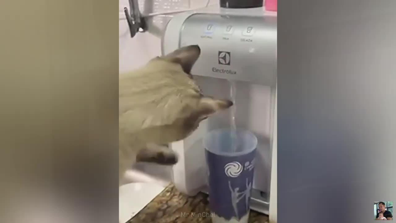 π Funniest Animals #2 - Will Give You a Comedy Show for FREE! πΆπ±π€£