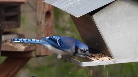 What I wouldn't do for a Peanut!!! The mischievous Blue Jay #bluejays