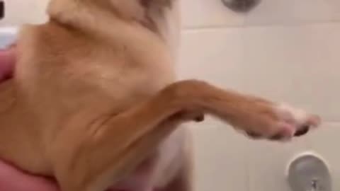 “When Dogs Act Like Comedians 😂”