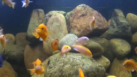750 Gallons of PURE CICHLID CHAOS!