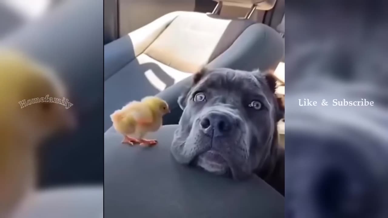 FUNNIEST Pet Videos