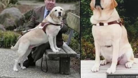 She Never Let Go: Roselle the 9/11 Hero Dog
