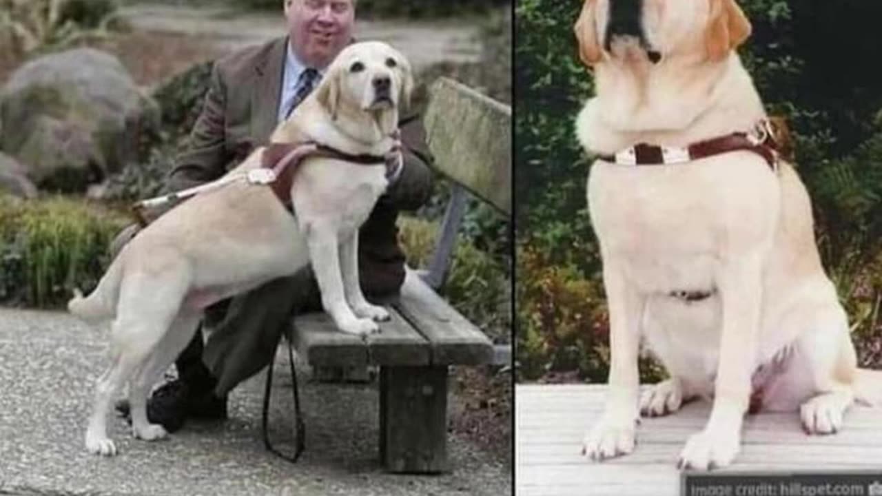 She Never Let Go: Roselle the 9/11 Hero Dog