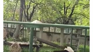 🤣🐼 You Won't Believe How These Pandas Survive! | FunFM
