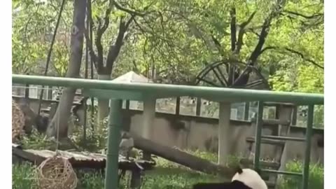 🤣🐼 You Won't Believe How These Pandas Survive! | FunFM